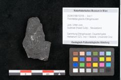 Foto (Objekt + Etikett) von Thinnfeldia gracilis Ettingshausen (NHMW-GEO-2024-0188-10318)